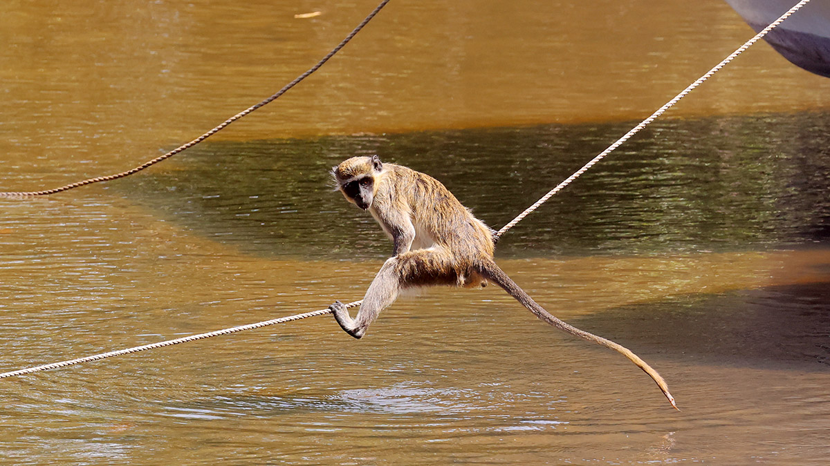 Green Vervet Monkey